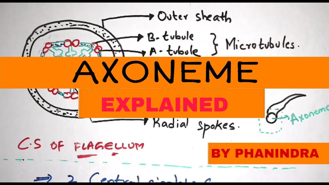 STRUCTURE OF AXONEME || LATERAL APPENDAGES || BY PHANINDRA GUPTHA