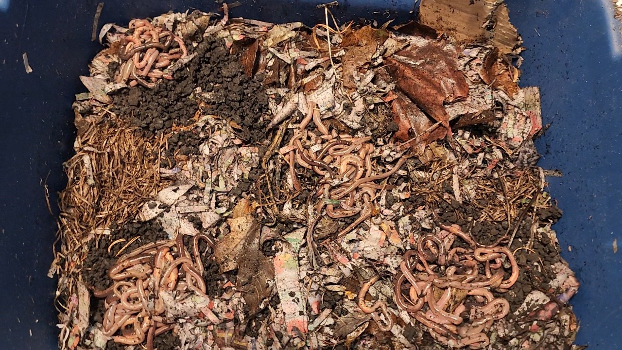 Starting My New Canadian Nightcrawler Bin Part 1 #wormfarm