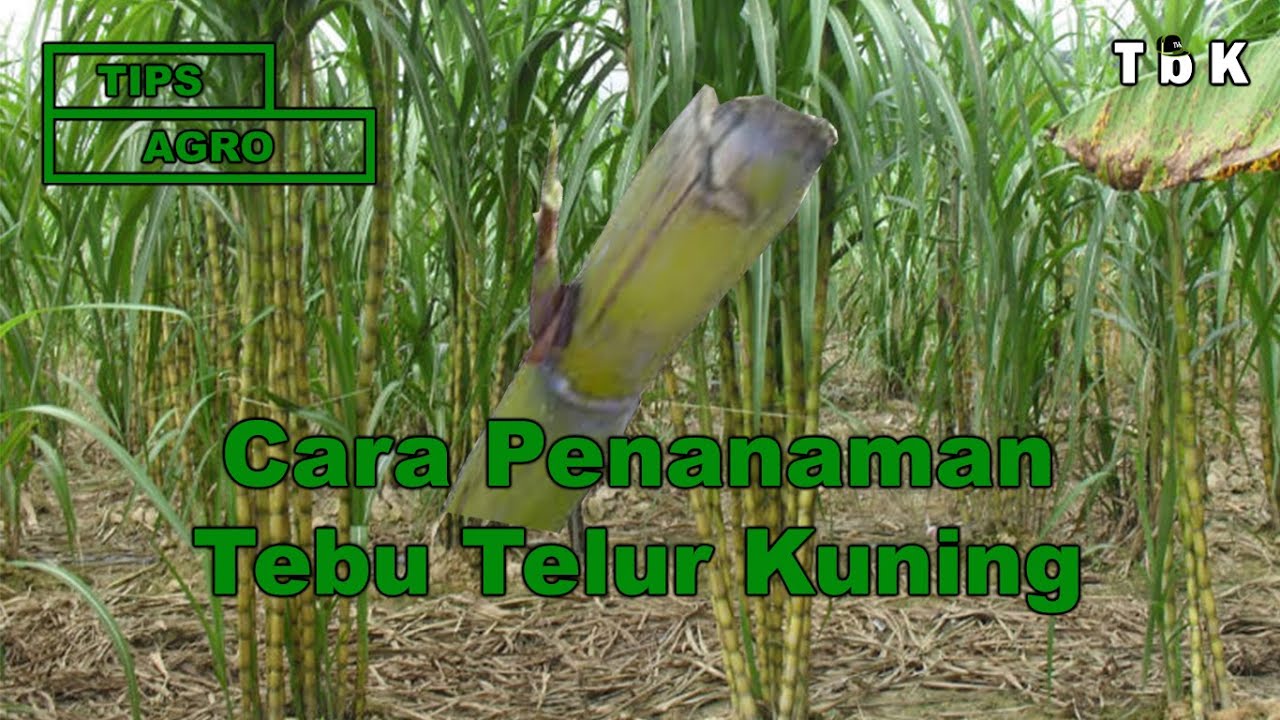 Cara Penanaman Tebu Telur
