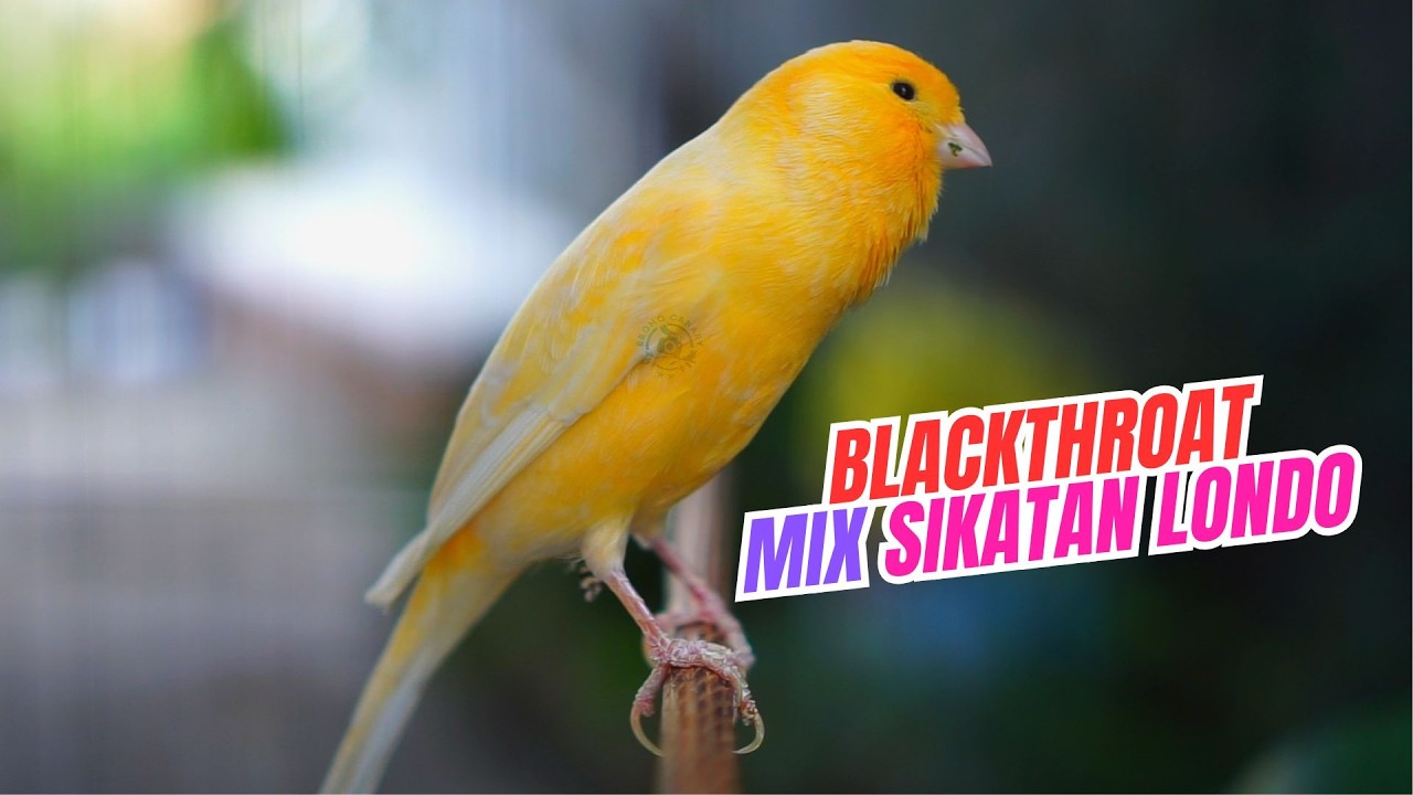 MATERI MEWAH JUARA - MASTERAN KENARI ISIAN BLACKTHROAT MIX SIKATAN LONDO GACOR MERDU