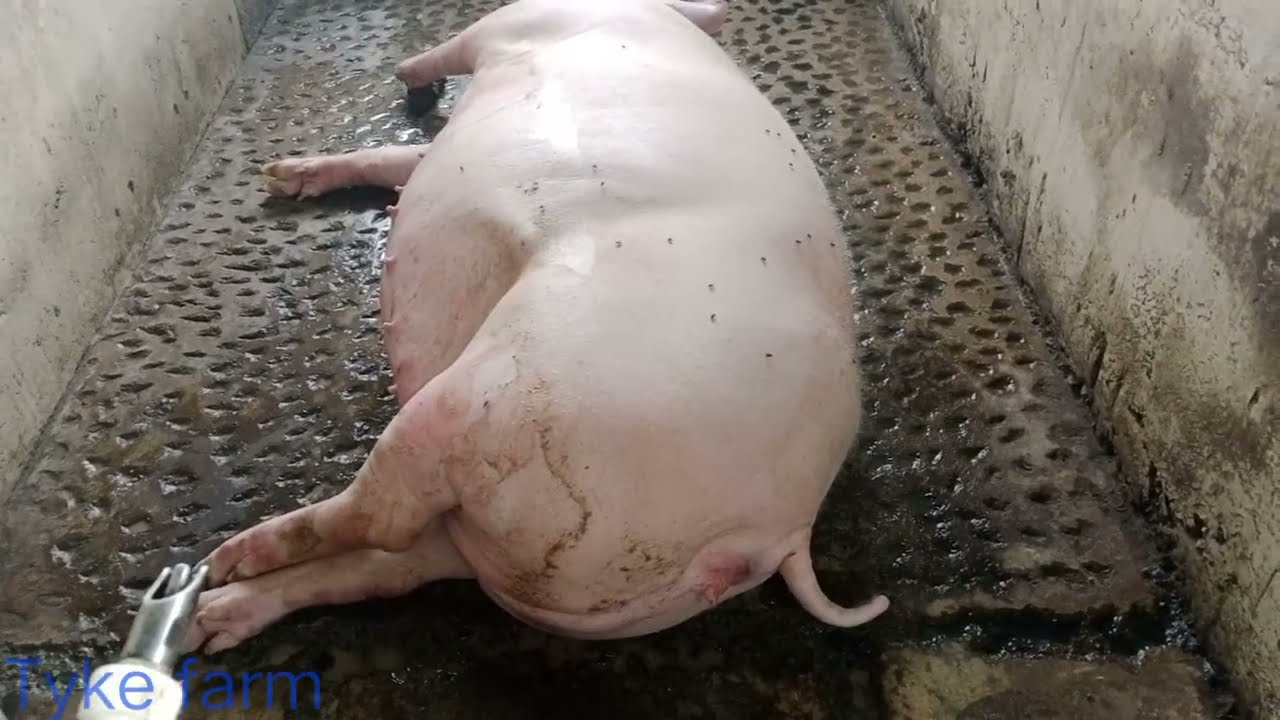 Свиньи и поросята