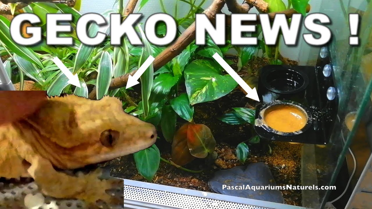 Gecko à crête Update : super gamelle, repro, bouffe naturelle, cloportes - Pascal Aquariums Naturels