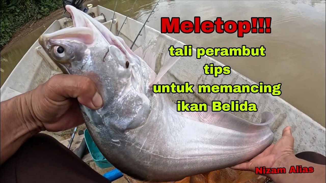 MELETOP TALI,TIPS UNTUK MEMANCING IKAN BELIDA