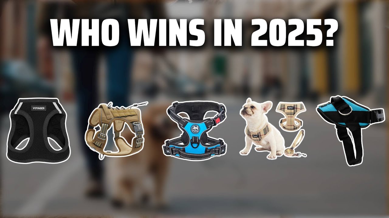 The Top 5 Best Frenchie Harness in 2025 - Must Watch Before Buying!