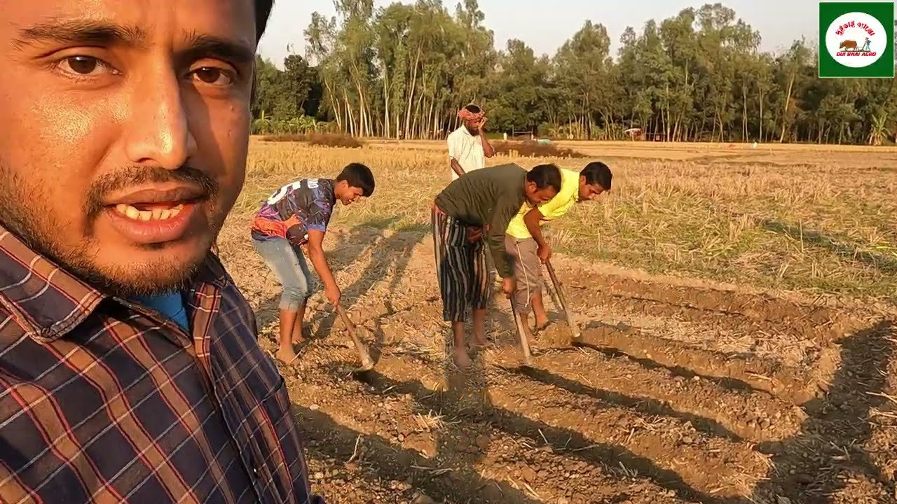 বাম্পার ফলনের জন্য আলু রোপনের পদ্ধতি | উত্তরবঙ্গের সবজিভান্ডার জয়পুরহাট | Potato Cultivation