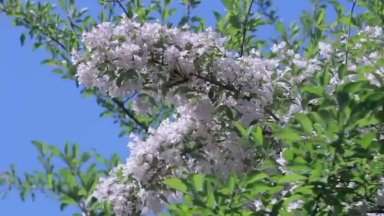 Think Happy Thoughts – Poem by Edgar Albert Guest | Recitation by Everyday Eloquence