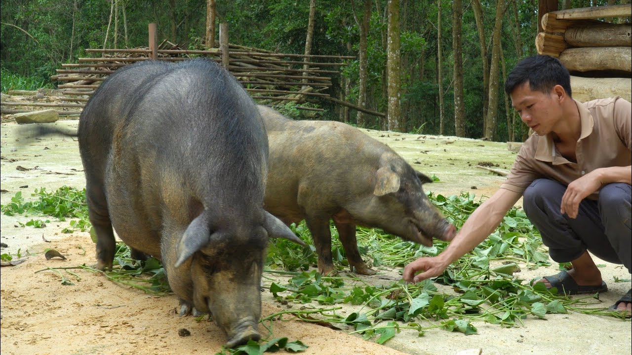 Draining a Large Pond to Harvest Fish: Peaceful Farm Life and Cooking Delicious Meals - Care Animals