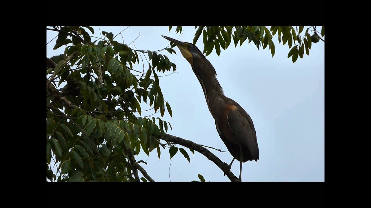 Avetigre mejicana (Tigrisoma mexicanum) en Tortuguero