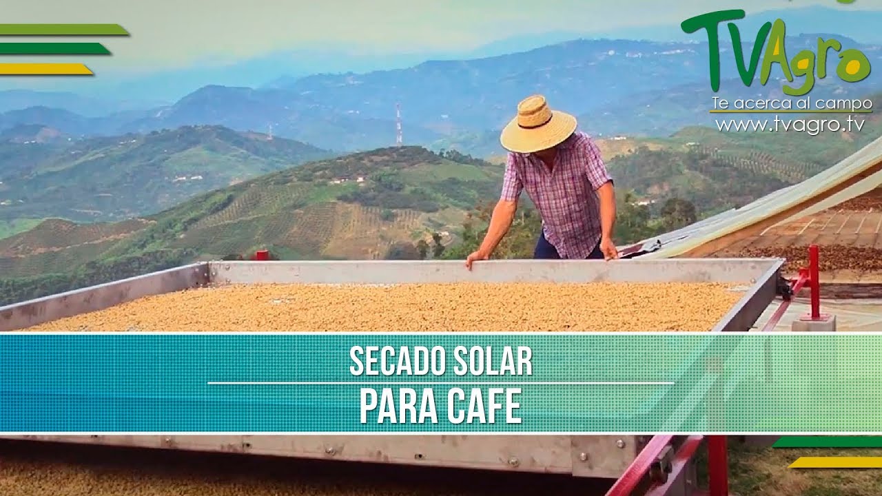 Proceso para el Secado Solar de Cafe- TvAgro por Juan Gonzalo Angel