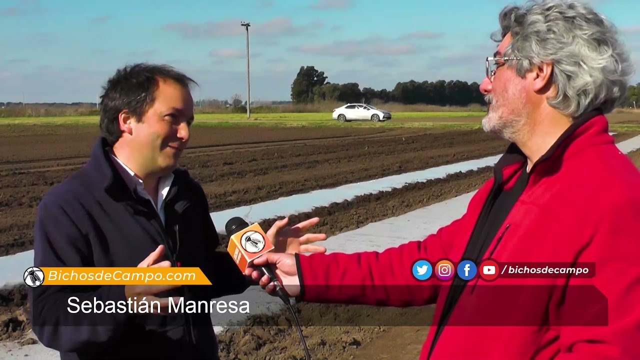 Sebastián Manresa, productor de batata en 