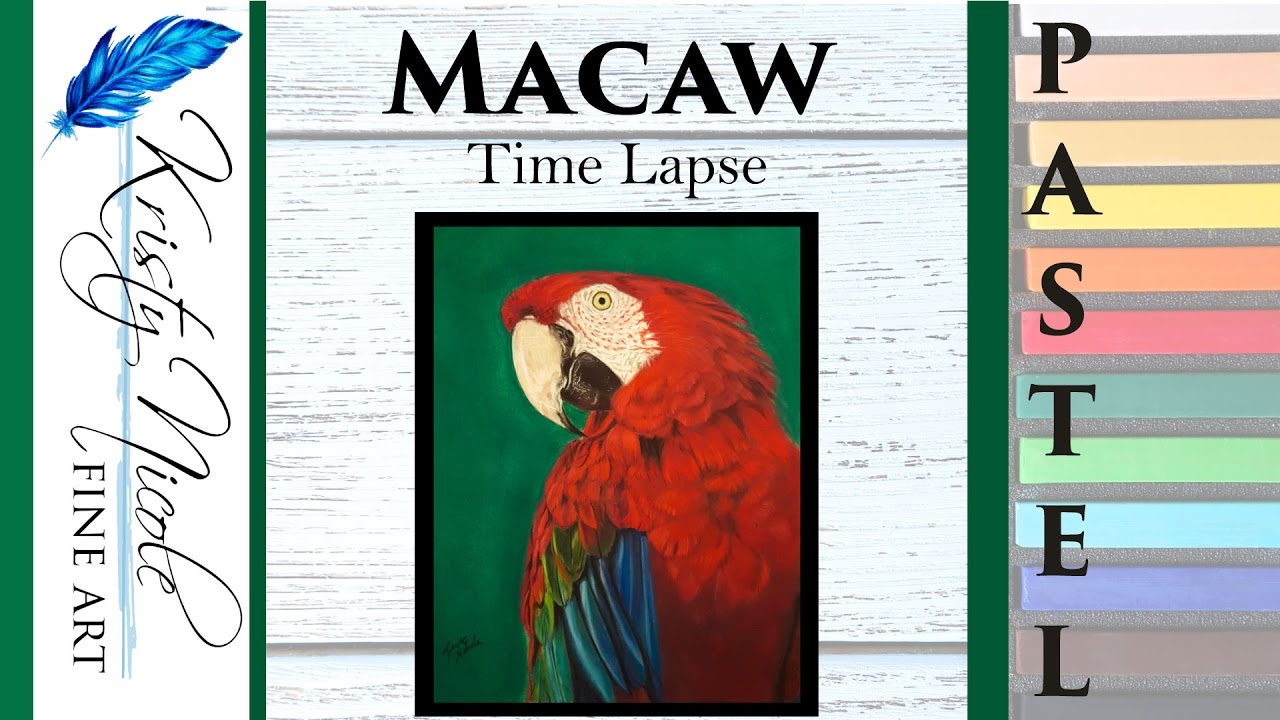 Macaw Drawing in Pastel Pencil