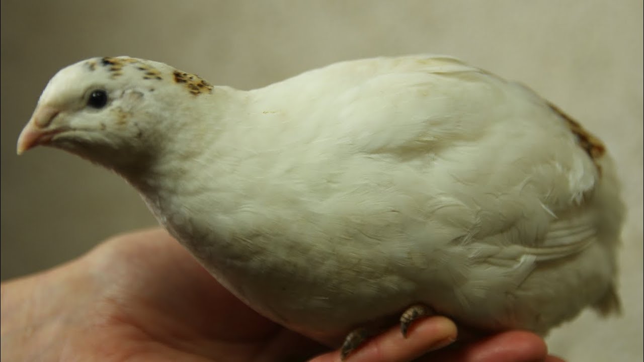 The Colours of Quail Part 3 - The English White & Panda La codorniz blanca inglesa La caille blanche