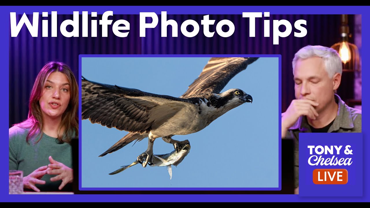 Wildlife Photo Tips, editing, & Gear: Tony & Chelsea LIVE Photo Review