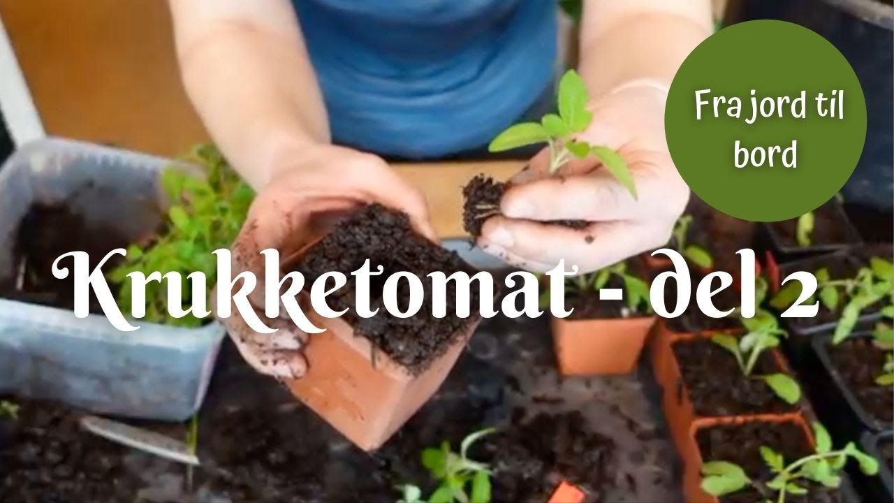 Krukketomat del 2  potte om | Fra jord til bord