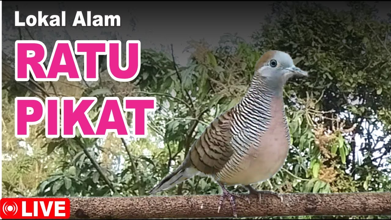 Perkutut BETINA memanggil jantan dari alam bebas