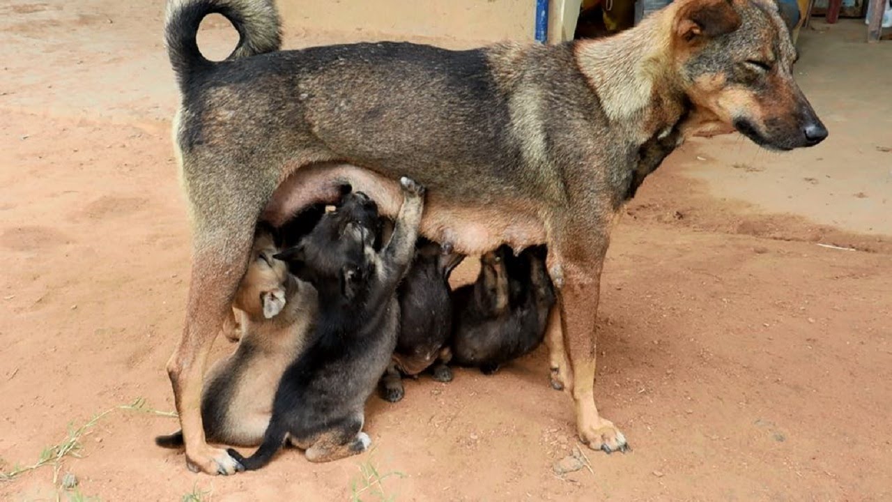 Mother Dog Feeding Her Puppies 🐶❤️ | The Sweetest Family Moment