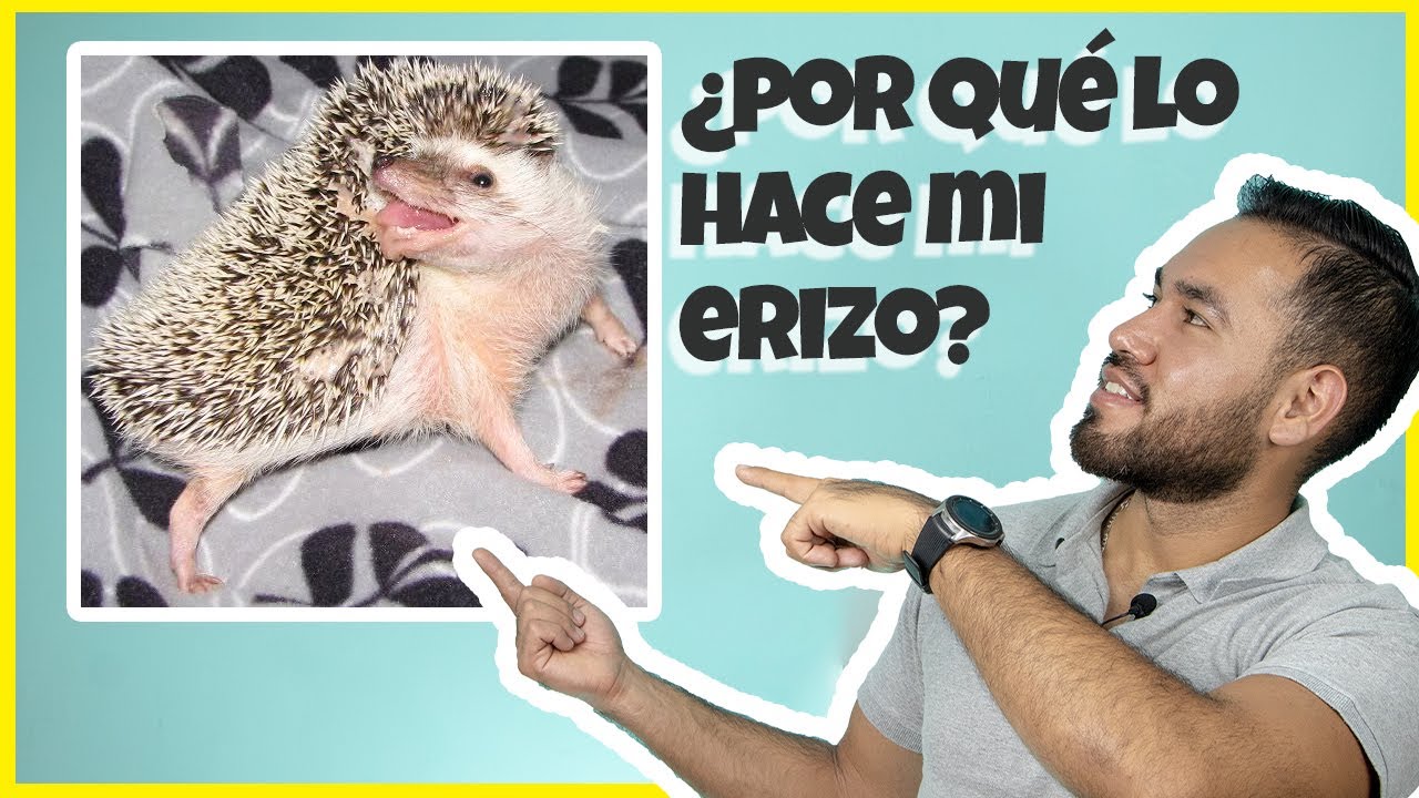 ¿Por que mi erizo se hecha babita en sus púas?| Erizoo México | Venta de Erizos  en México