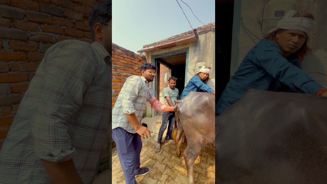 Learn Pregnancy diagnosis in field प्रशिक्षण | garbh Parikshan | Vetcareofficial