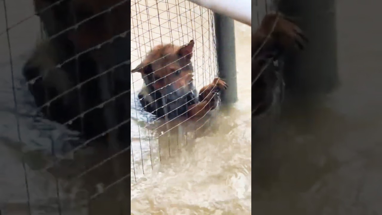 Floodwaters Rise &mdash; Animals Left Behind in Texas Disaster