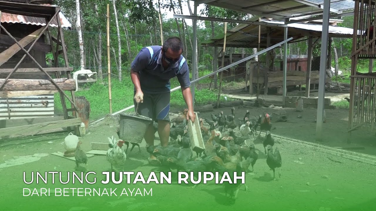 Habar Tani - Raup Untung dari Ternak Ayam Kampung