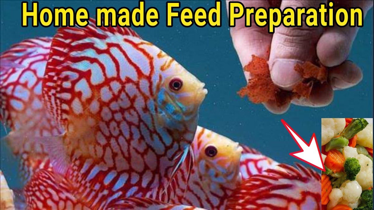 Homemade feed preparation for Aquarium Fish| Ornamental Fish Farming
