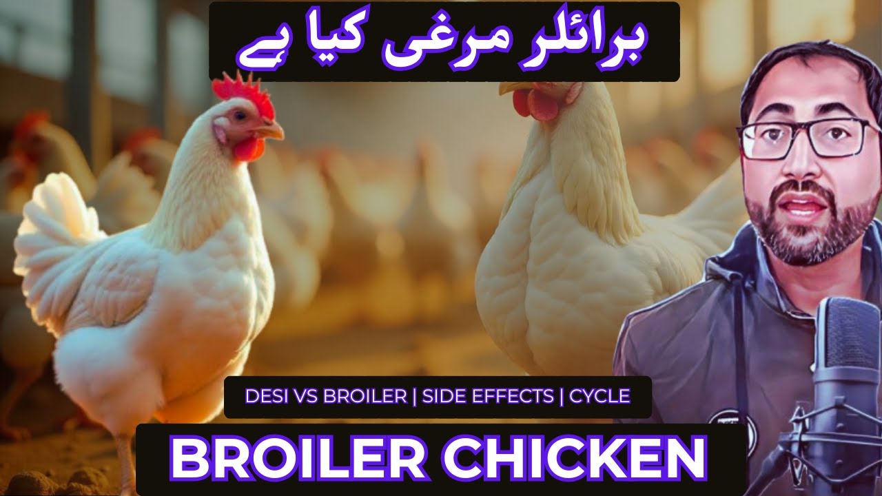 🐔 How Broiler Chickens Are Made | Life Cycle, Side Effects | Podcast with Engr. Ghulam Haider