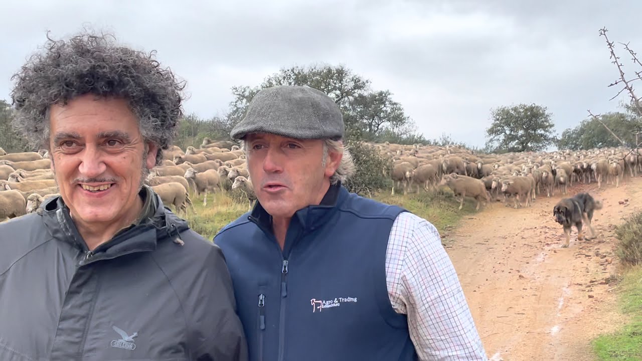 Conversando en medio del CORDEL DE SEVILLA con 5000 Merinas