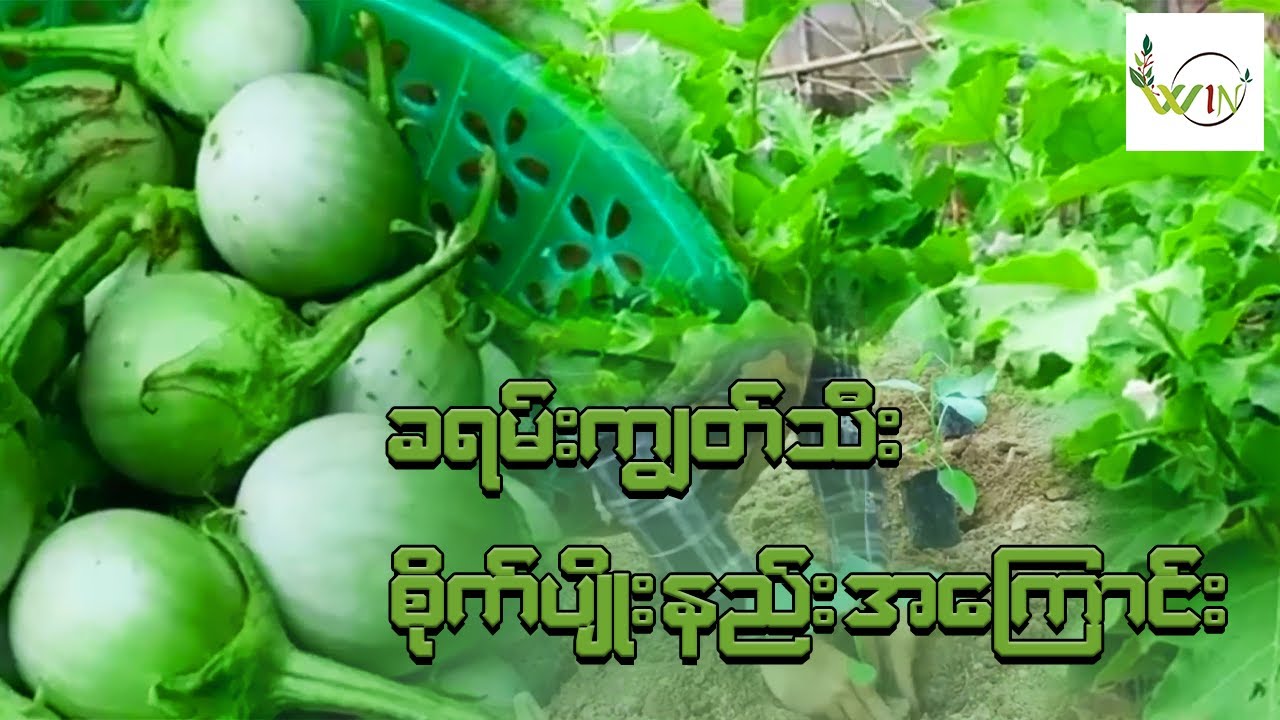 ခရမ်းကျွတ်သီး စိုက်ပျိုးနည်း အကြောင်း