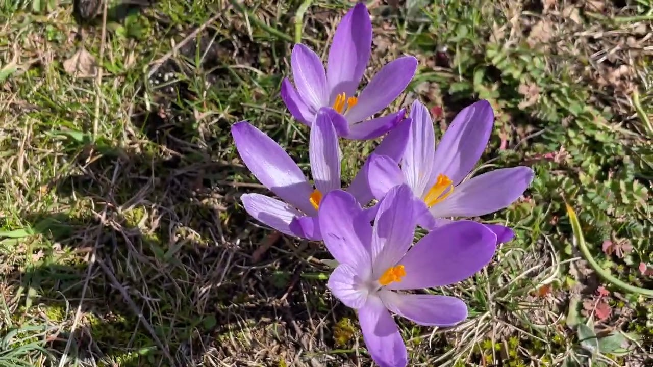 Forest Magic with a View of Mount Vesuvius 🌳🌋✨