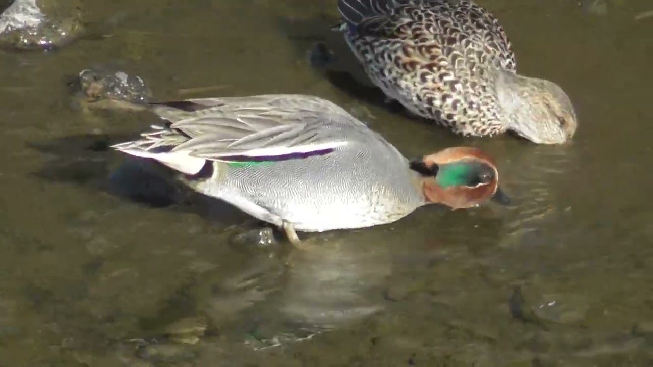 早渕川にいたコガモ