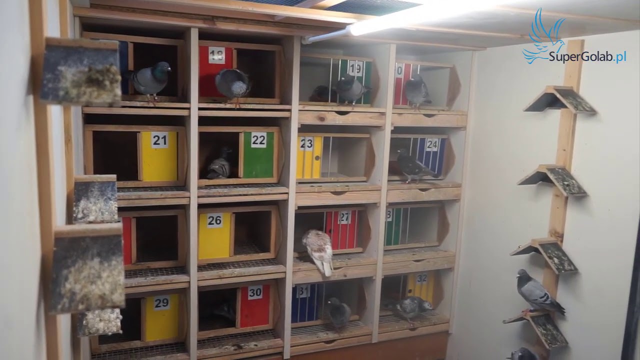 Marcin Kapinos   prezentacja gołębnika dla gołębi młodych