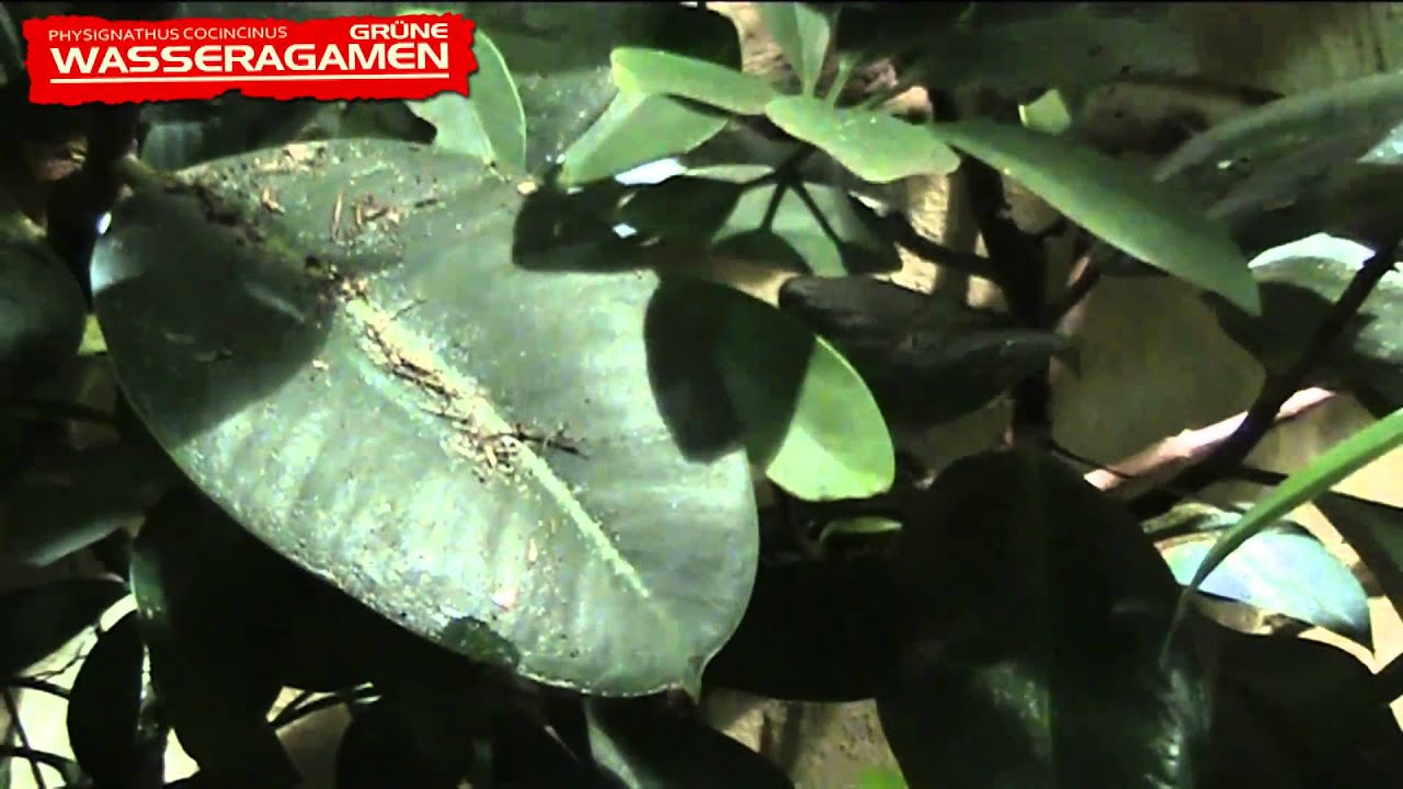 Regenwald Terrarium mit 1.3 Wasseragamen - Epiphyten Teil 2