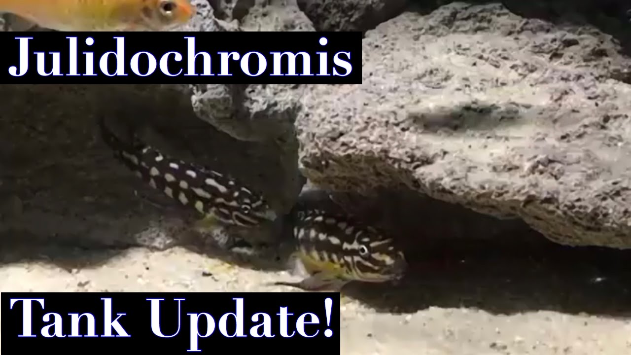 Julidochromis Tank Update!