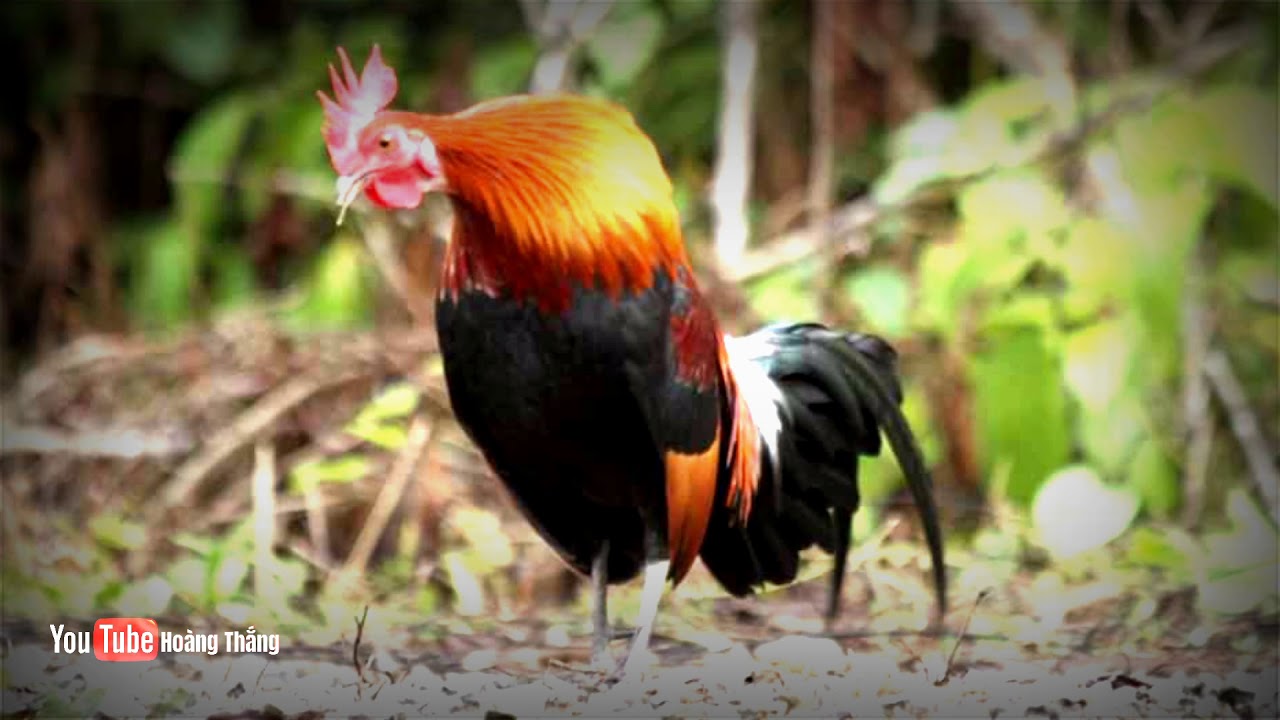 tiếng gà rừng gáy chuẩn không tạp âm mp3 | Hoàng Thắng