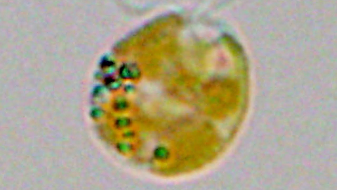 This Is the Largest Protein Ever Discovered and It&rsquo;s a Killer