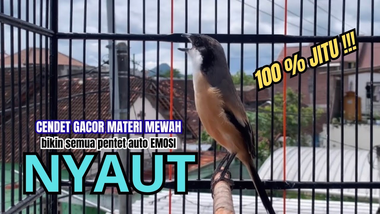 burung cendet gacor FULL MATERI KEKINIAN PANCINGAN CENDET AGAR BUNYI bikin BURUNG PENTET GACOR EMOSI