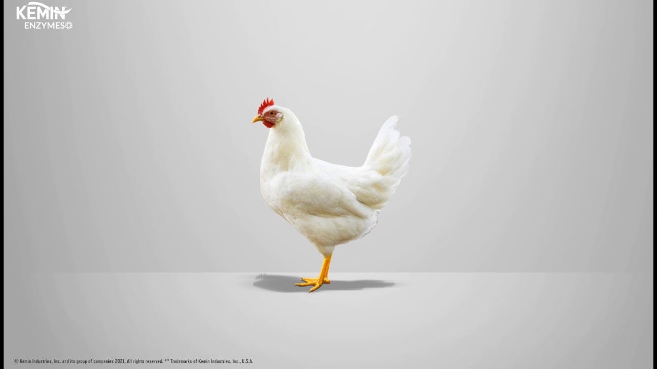KEMZYME® Protease-multi-protease solution for improving protein efficiency in poultry diet