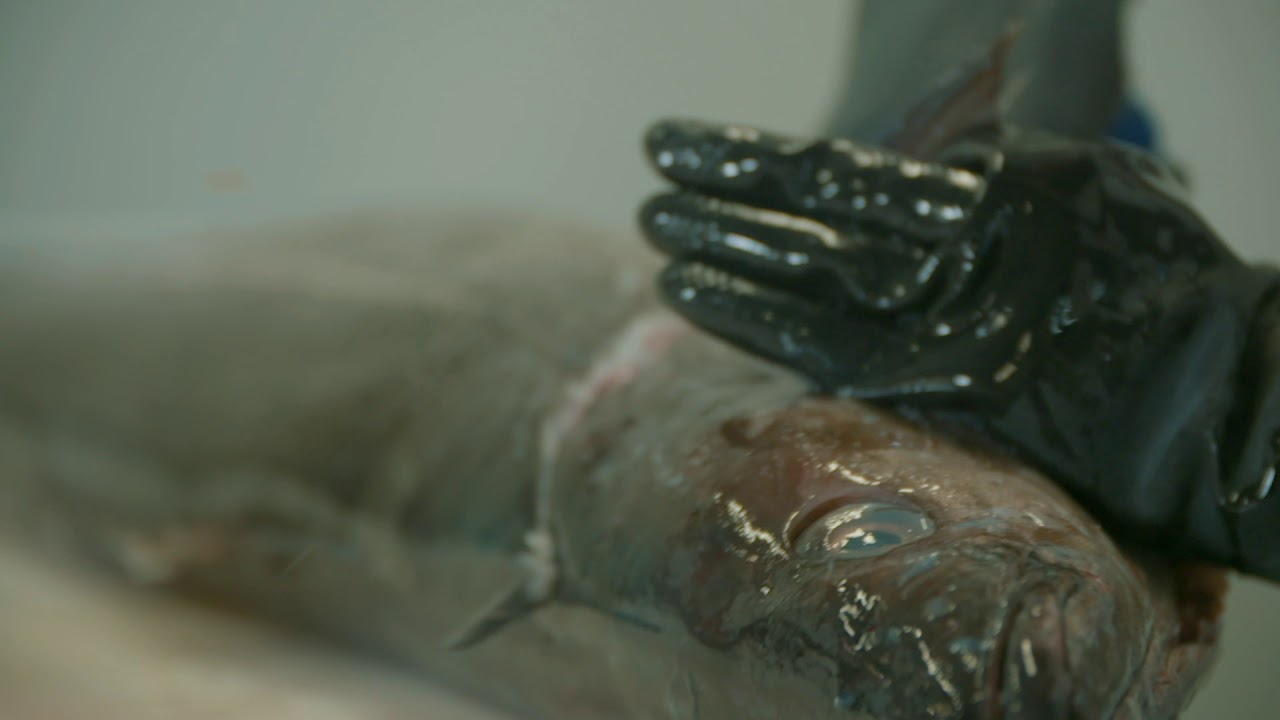 Vishandel Schot Tholen