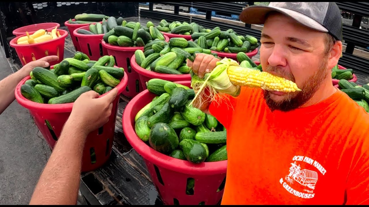 HARVESTING AMAZING VEGETABLES