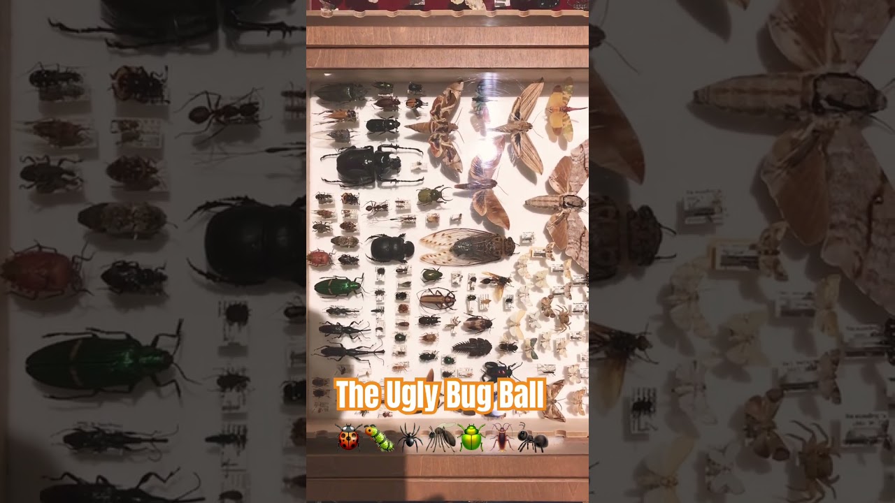 The Ugly Bug Ball 