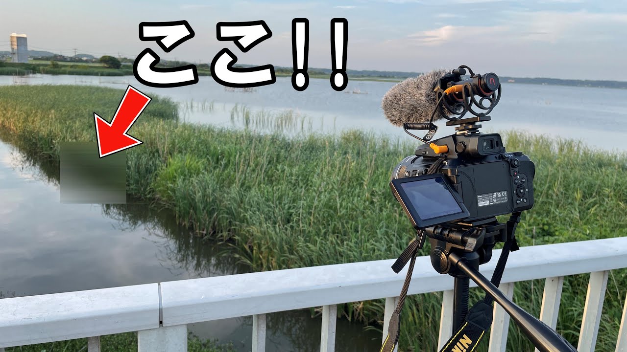 大逆転！ずっと探してい野鳥がついに発見されました！【Nikon P950＆D500撮影】