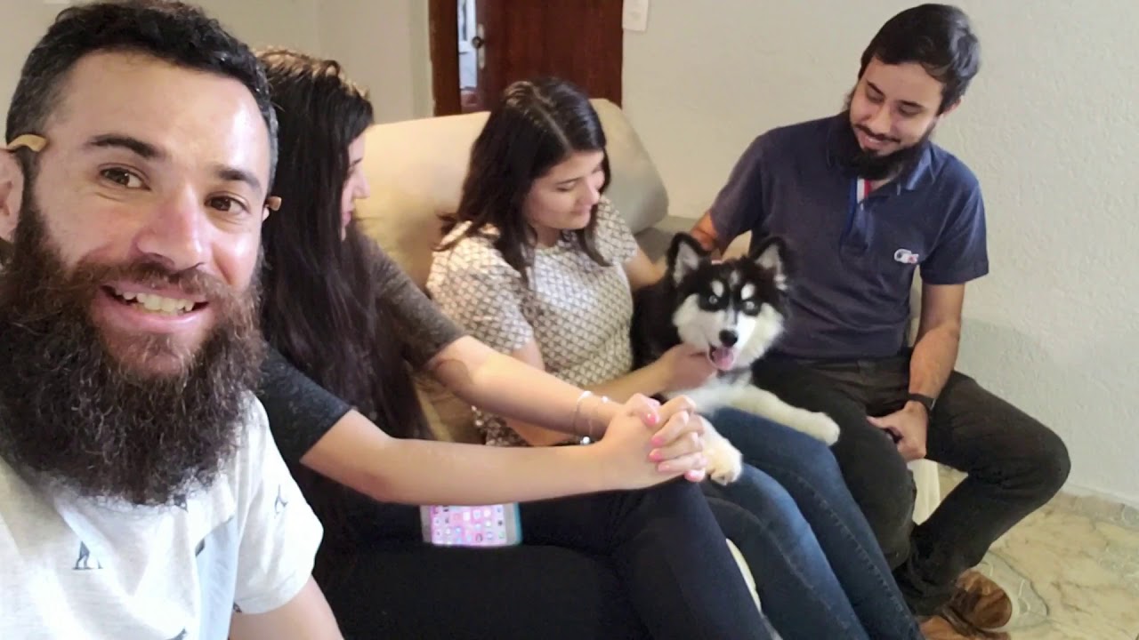 Como fazer um Husky Siberiano parar de morder! 🐺👇🏻