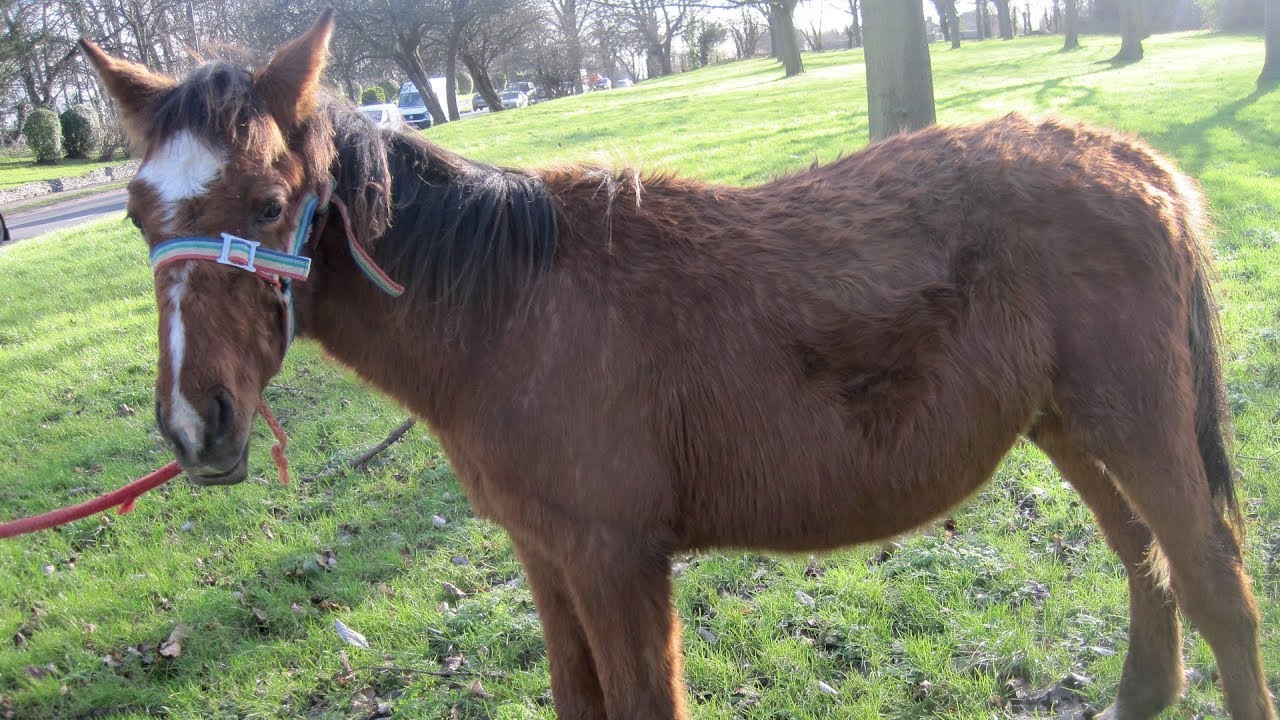 Abandoned neglected foal's amazing transformation as racehorse companion