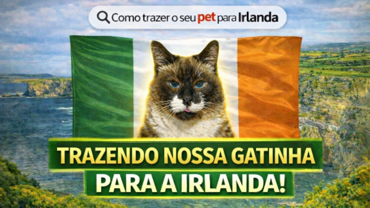 Como trouxemos nossa gatinha para a Irlanda 🇮🇪🐾 (Passo a passo e custos)