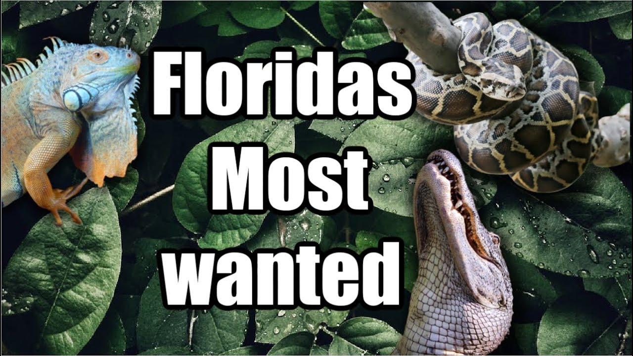 Florida's Problem with invasive species