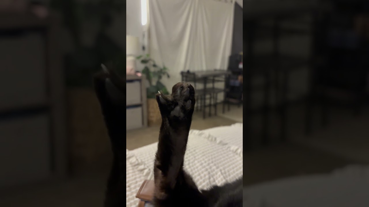 PRETTY KITTY PRETTY TOES