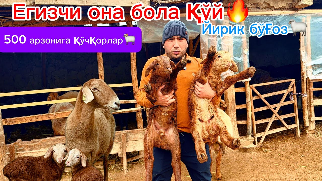 500 дан арзон🔥 Егизчи она бола ва йирик бўғозлар💰Шерзодбек фермаси