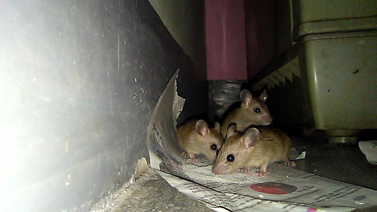 Rat poison how does it work