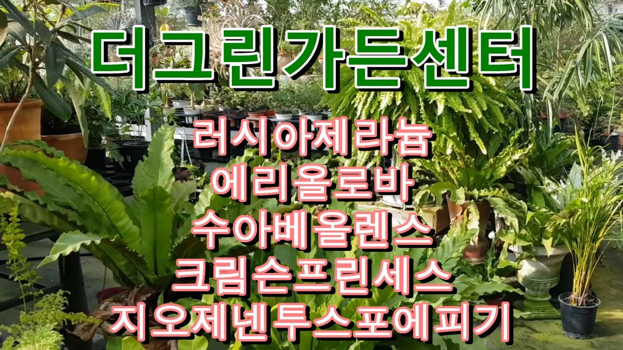 더그린가든센터 🌳 러시아 제라늄  엠마누엘 UG프린세스 그레이스 🌸안스리움브라우니 🌸지오제넨투스 포에피기 🌸호야 크림슨 프린세스 🌸아카시아 에리올로바 🌸아스파라거스 수아베로렌스 🌳