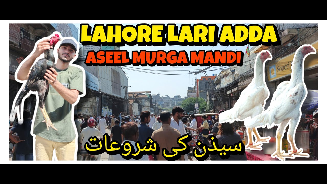Lahore Aseel Murga Mandi || Lahore Lari Adda Aseel Murga Mandi 2025| Lari Adda Aseel Market 2025 #yt